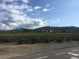 Wine goves near St Pere de Ribas